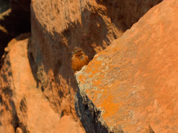 Zwaluwtiran (Hirundinea ferruginea)